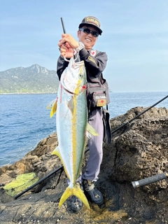 ヒラマサの釣果