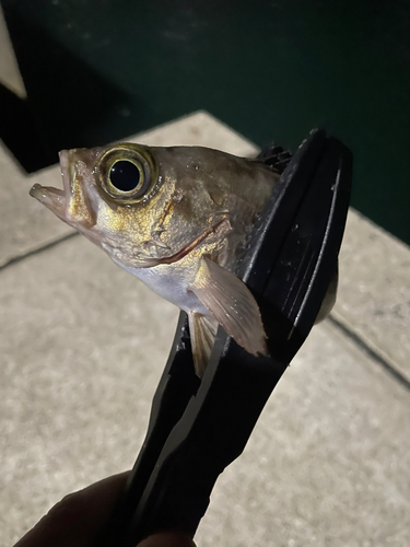 シロメバルの釣果