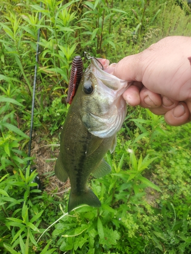 ブラックバスの釣果