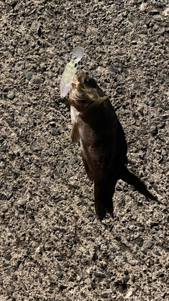 シロメバルの釣果