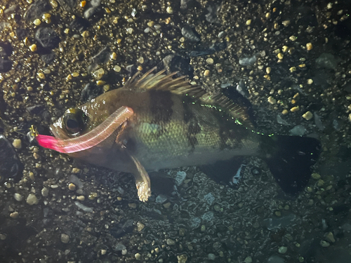 クロメバルの釣果