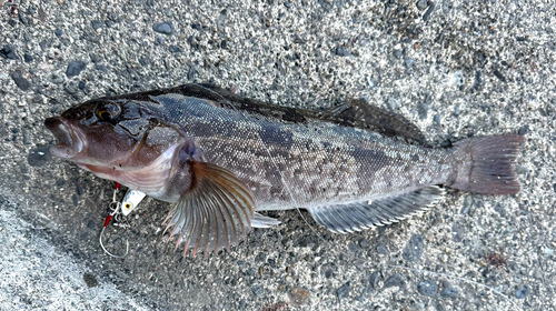 アイナメの釣果