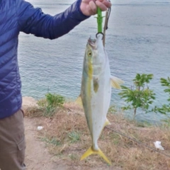 ハマチの釣果