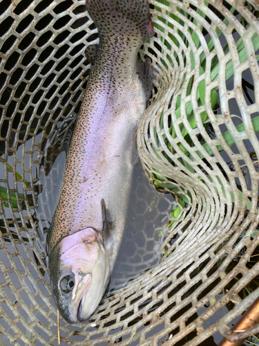 ニジマスの釣果