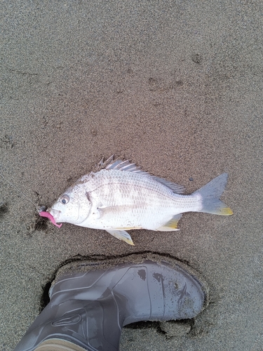 キビレの釣果