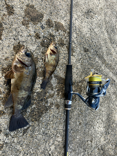 メバルの釣果