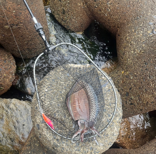 モンゴウイカの釣果