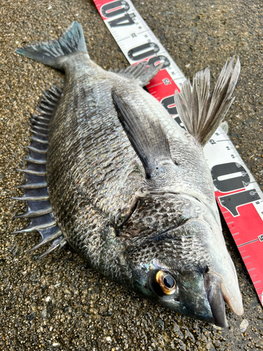 チヌの釣果