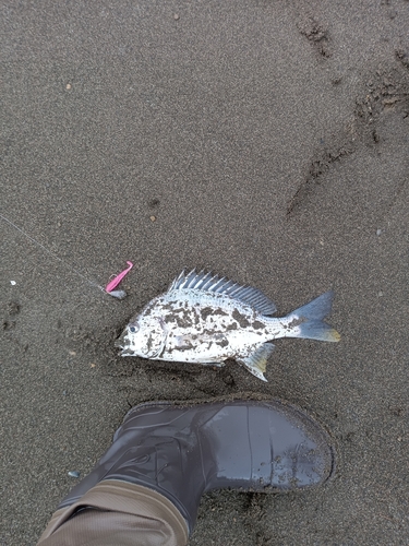 キビレの釣果