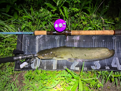 ナマズの釣果