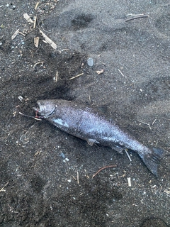 サクラマスの釣果