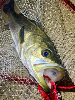 スズキの釣果