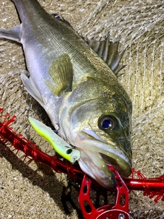 フッコ（マルスズキ）の釣果