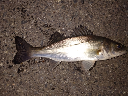 セイゴ（マルスズキ）の釣果