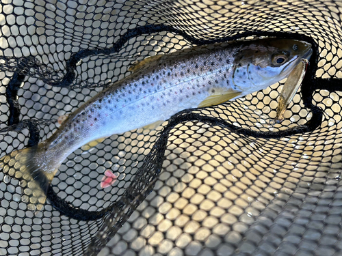 ブラウントラウトの釣果