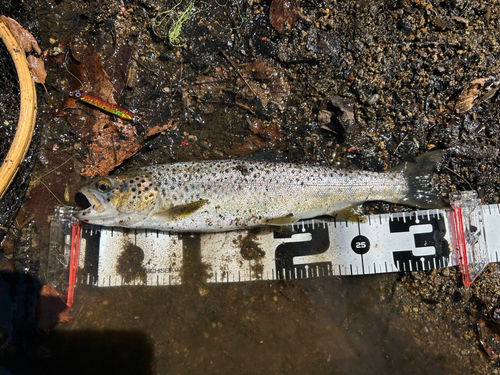 ブラウントラウトの釣果