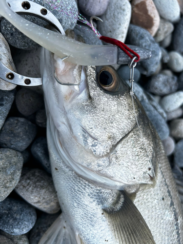 スズキの釣果