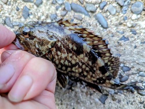 カサゴの釣果