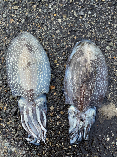 コウイカの釣果