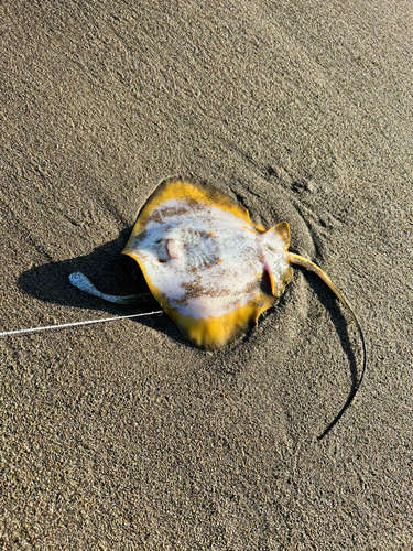 エイの釣果