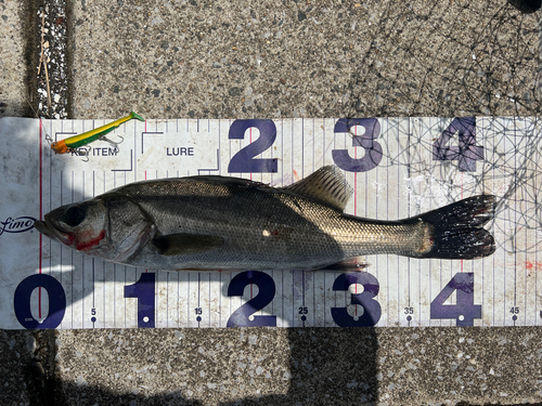 シーバスの釣果