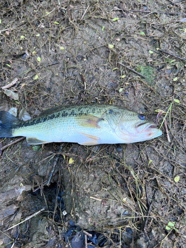 ラージマウスバスの釣果