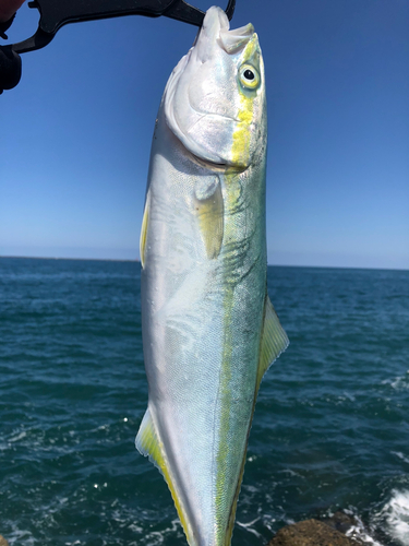 イナダの釣果