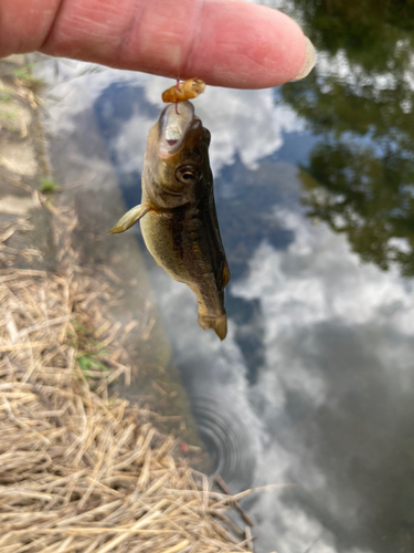 アブラハヤの釣果