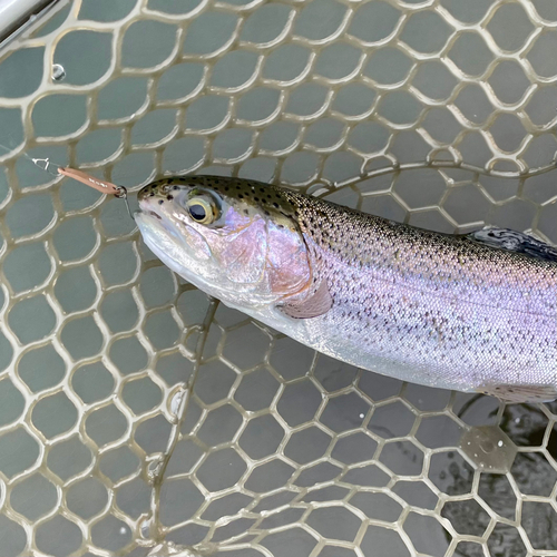 ニジマスの釣果