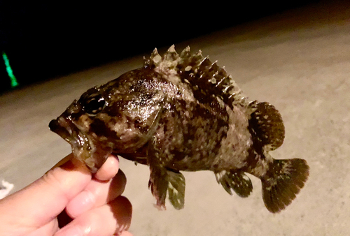 ムラソイの釣果