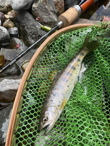 ヤマメの釣果