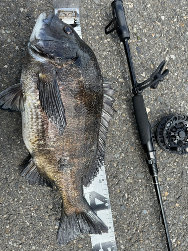 クロダイの釣果