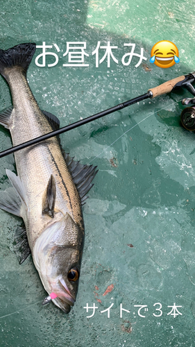 シーバスの釣果