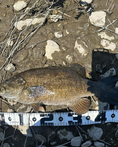 スモールマウスバスの釣果