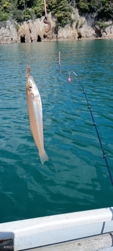 キスの釣果