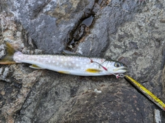 アメマスの釣果