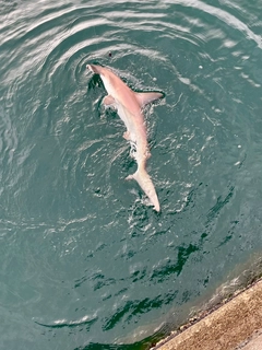 シュモクザメの釣果