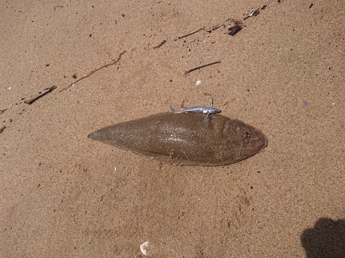 シタビラメの釣果