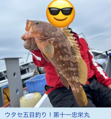 キジハタの釣果