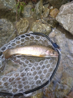 イワナの釣果