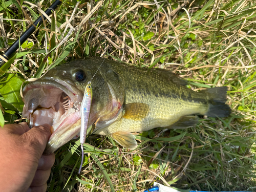 ラージマウスバスの釣果