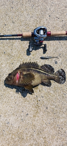 シマソイの釣果