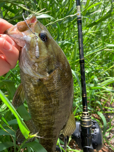 スモールマウスバスの釣果