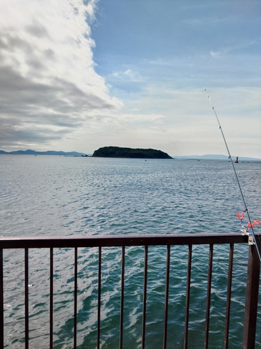 シロギスの釣果