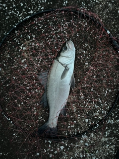 ヒラスズキの釣果