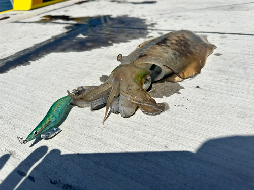 アオリイカの釣果