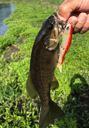 スモールマウスバスの釣果