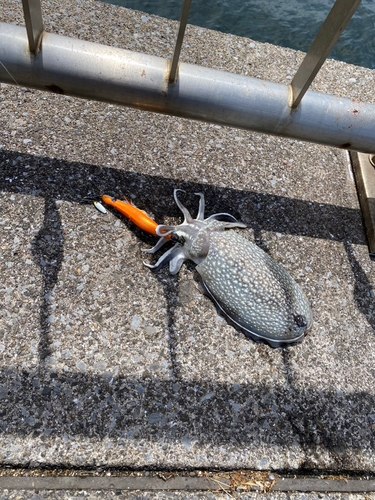 シリヤケイカの釣果