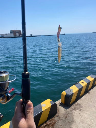 ヒイカの釣果