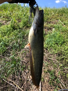 ナマズの釣果